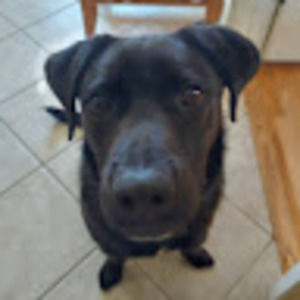 Meet your Posher, Abel